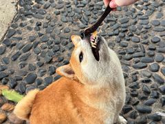 -柴犬高等学院·狗咖·柴犬售卖·宠物训练