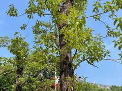 -食膳公园包子铺(烈士公园店)