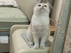 -猫十亿·布偶金渐层·曼基康矮脚猫舍(青年路店)
