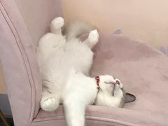 -糯米喵星人·撸猫猫舍咖啡馆(西市场嘉华店)