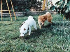 -趣玩宠物乐园寄养训犬训狗游泳池