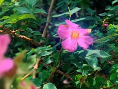 -秦岭终南山世界地质公园翠华山景区