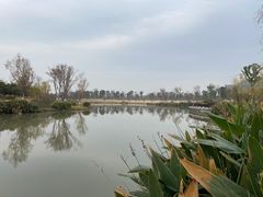 -九科绿洲