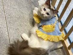 -啵啵喵·猫咖(攀华国际店)