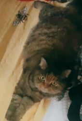 -NEKO 33 美甲美睫专门屋