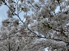 -西北湖绿化广场