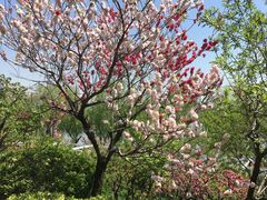 -南汇桃花村