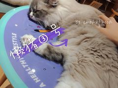 -滚猫咖啡·猫咖·猫友好撸猫(未来城店)