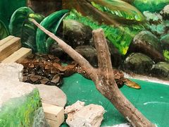 -上海大自然野生昆虫馆(东方明珠·爬宠昆虫探索中心)