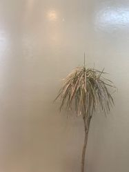 -I+造型烫发染发