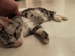 -喵百万·布偶·蓝金金渐层英短·猫舍(百子湾店)