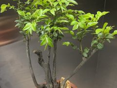 -金陵花卉交易市场