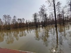 -池杉湖湿地公园