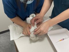 -东莞宠友24H宠物中心医院·转诊夜诊·异宠(新河北路院)