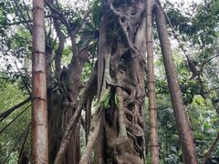 -中国科学院西双版纳热带植物园