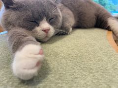 -CAT’S MEWSTAR CAFE·喵星球猫屋(晴湾咖啡店)