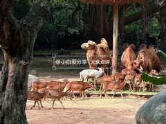 -广州长隆野生动物世界