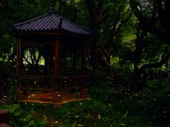 -火炉山森林公园