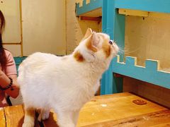 -猫小院猫主题咖啡厅(北锣店)