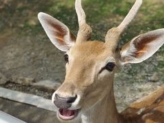 -秦皇岛野生动物园