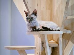 -momokira米努特·德文卷毛猫·棉花面纱犬