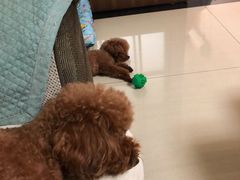 -宠福鑫康馨动物医院·骨科·眼科