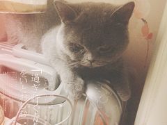 -美联众合宠物医院·爱萌分院·内外科·猫科中心