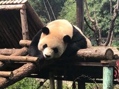 -昆明动物园
