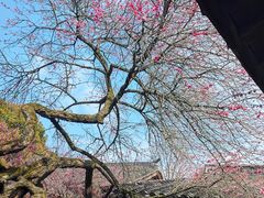 -杭州植物园