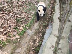-都江堰中华大熊猫苑