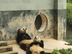 -中国大熊猫保护研究中心雅安碧峰峡基地