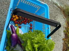 -海堤葡萄园中小学生研学基地