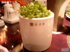 生菜-权金城