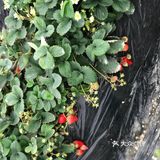 第一次摘草莓，娃儿和我都是第一次