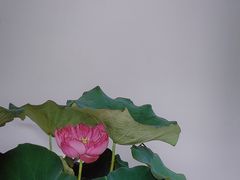 -杭州植物园