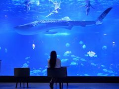 -烟台海昌鲸鲨海洋公园