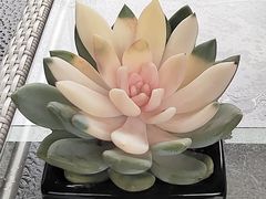 -外滩悦榕庄·海怡西餐厅