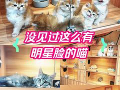 -猫十亿·布偶金渐层·曼基康矮脚猫舍(青年路店)