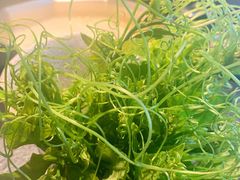 丝瓜苗-新草堂锅物料理(泉城路店)