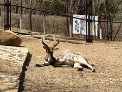 -青藏高原野生动物园