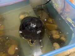 -瑞派名望24h动物医院异宠专科·猫专科·骨科·重症监护分院