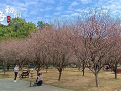 -中山市树木园