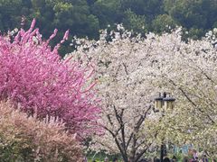 -苏州上方山国家森林公园