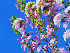 -海棠花溪(元大都城垣遗址公园)