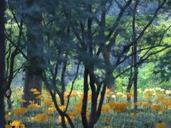 -杭州植物园