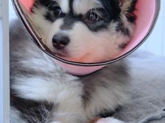 -顺强宠物诊所·狂犬免疫·夜诊·骨科(嘉定店)