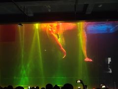 -芜湖新华联大白鲸海洋公园