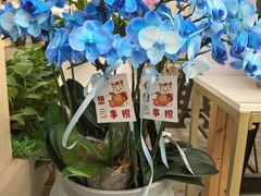 -荷兰花海