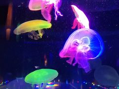 -太平洋海底世界