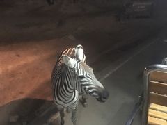 -清迈夜间动物园